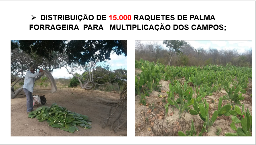 014-Distribuicao palma.PNG