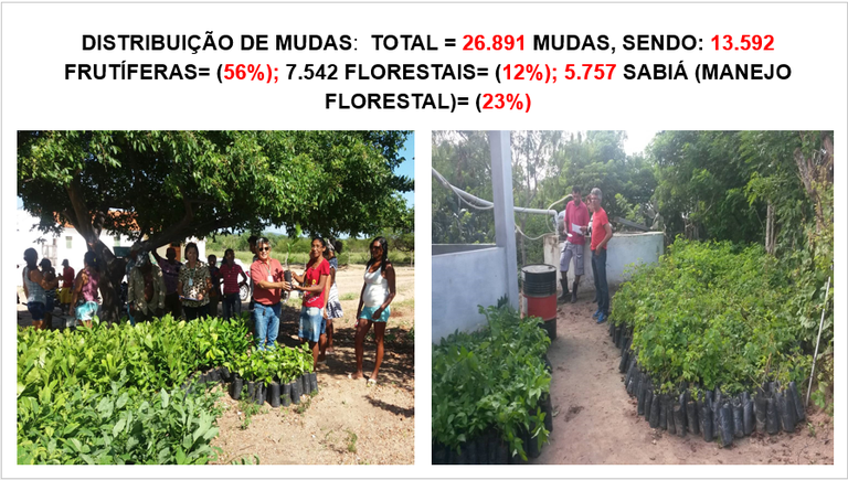 025-Distribuicao mudas.PNG