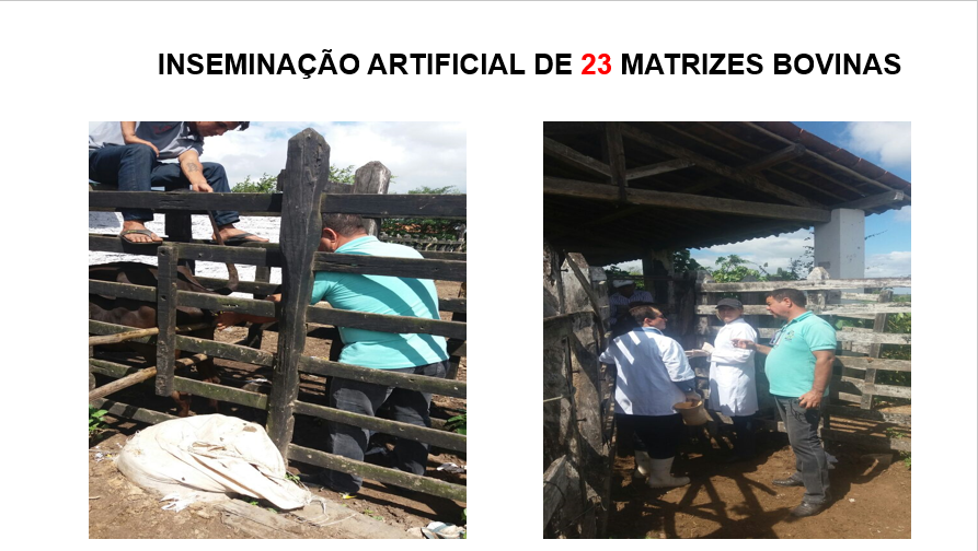 033-Inseminacao.PNG