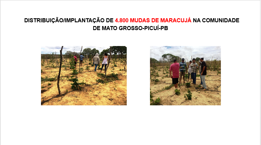 036-Dist_Mudas_Maracuja.PNG
