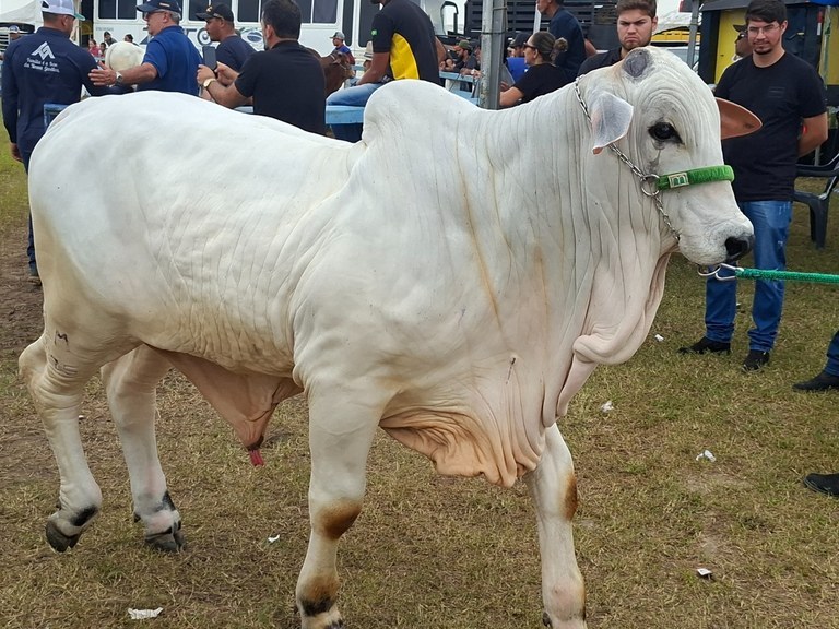 Prêmio da 56ª Expapi.5.jpeg