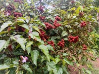 Serraria_polpa_fruta_Urucum_agricultor familiar_Marcelo Gomes _Lacerda_Assentamento_Cajazeiras.jpeg