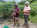 1Macaxeira_agricultora_familiar_Maria_Ferreira_do_ Sítio_Matinhas_ Serraria_ok.jpg