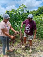 Macaxeira_agricultora_familiar_Maria_Ferreira_do_ Sítio_Matinhas_ Serraria.jpeg