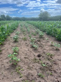 WhatsApp Image 2025-07-02 at 14.26.53.jpeg