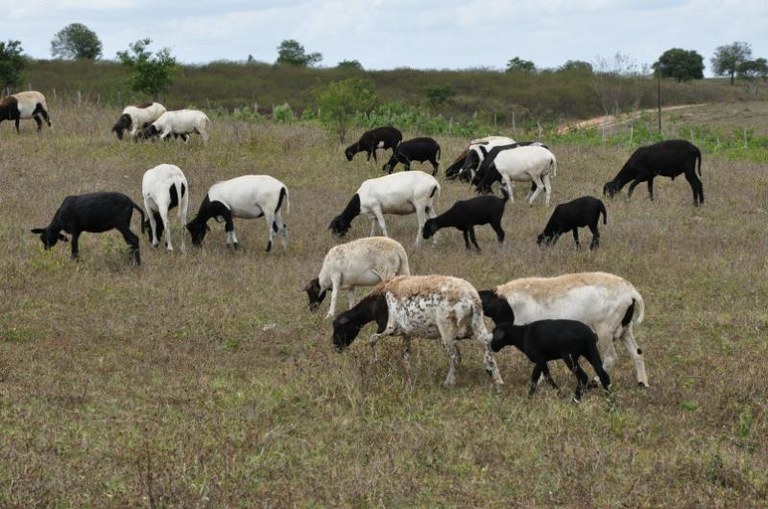 ovinos 1 29 8 (1).JPG