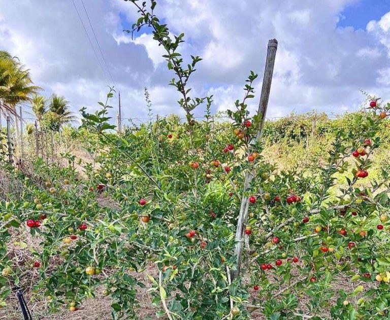 acerola 07 11 (1).jpg