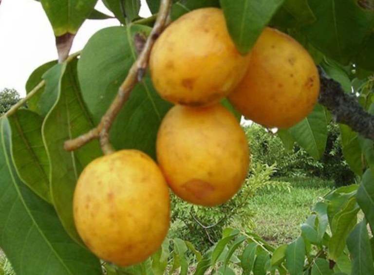 Umbú-cajá 09-03-2026.jpeg