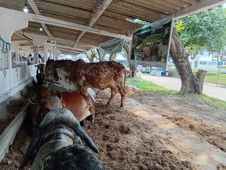 EXposição de animais 1.jpeg