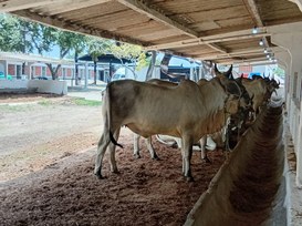 Exposicao de animais 2025.jpeg