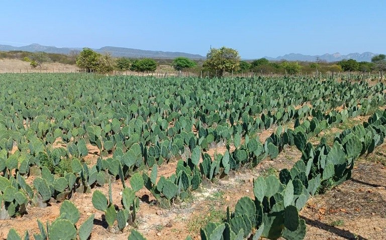 CATOLE-CAPA.jpg