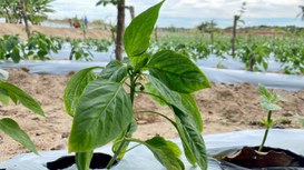 WhatsApp Image 2025-05-05 at 11.32.01.jpeg WhatsApp Image 2025-05-05 at 11.32.01.jpeg