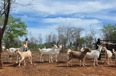 Caprios2 04 07 - Cariri.JPG