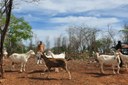 Geneilson - Cabras 07-07.jpeg