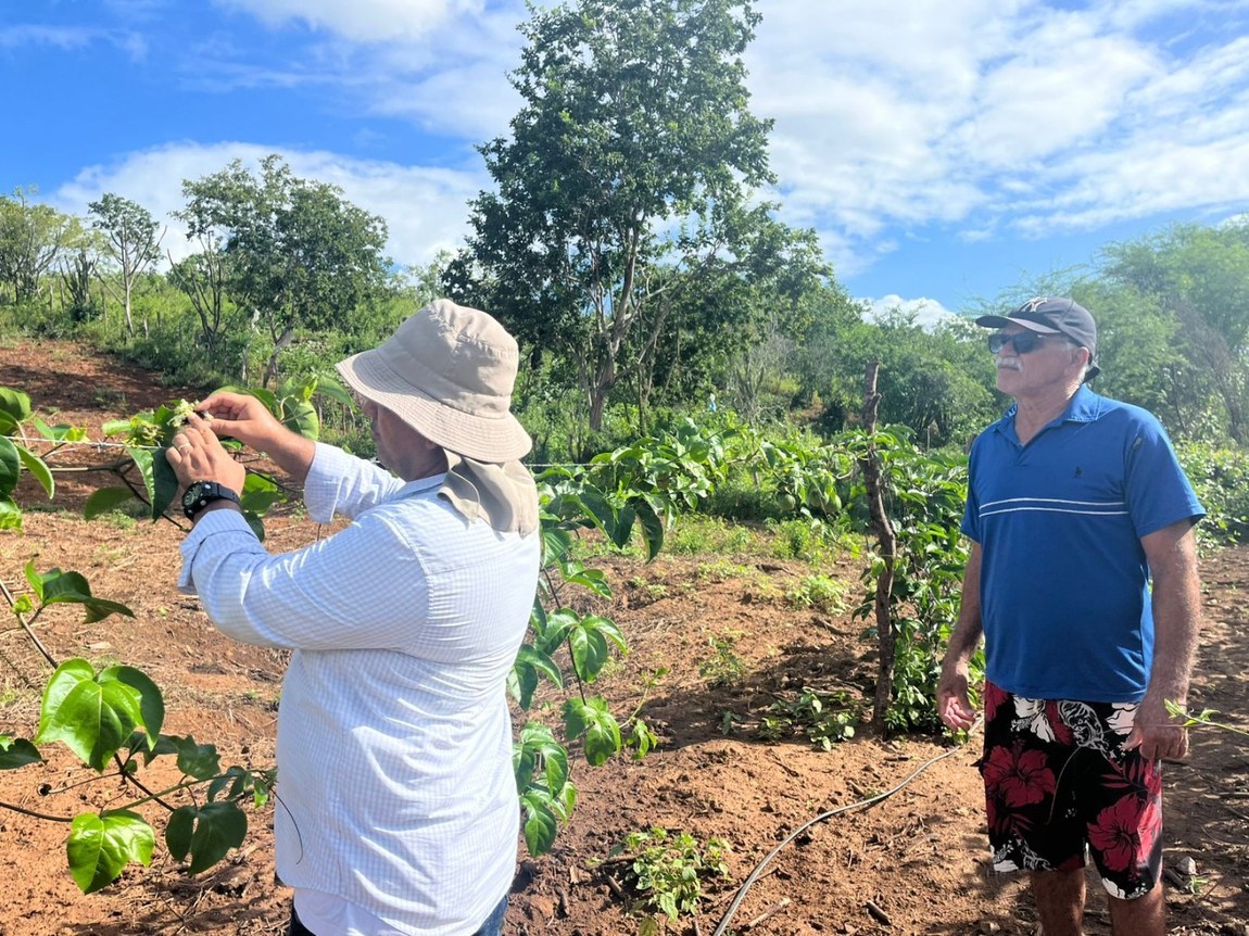 Empaer acompanha cultivo de algodão orgânico e outras culturas produtivas na região de Itabaiana