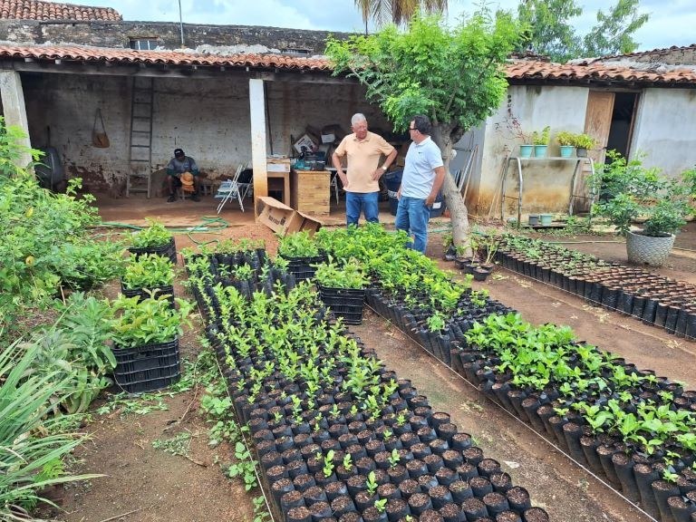Feira da Agricultura Familiar em  Cajazeirinhas terá distribuição de mudas