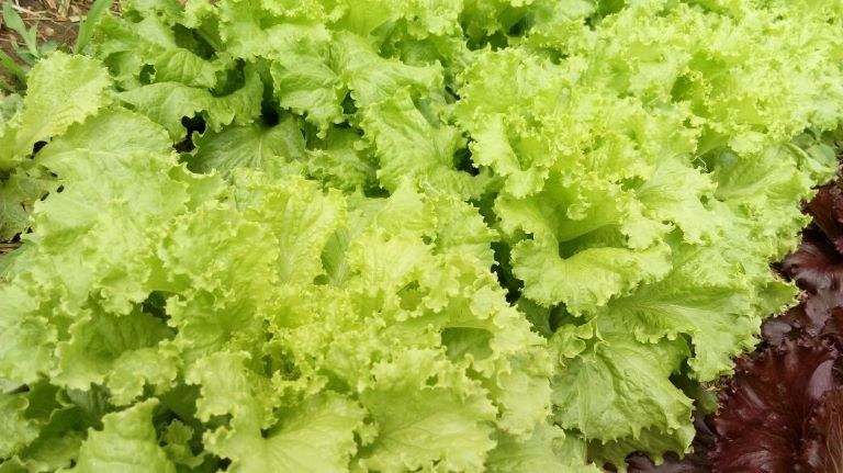 Gerência da Empaer elabora projetos de comercialização  ao PNAE e PAA de quase meio milhão de reais em Areia