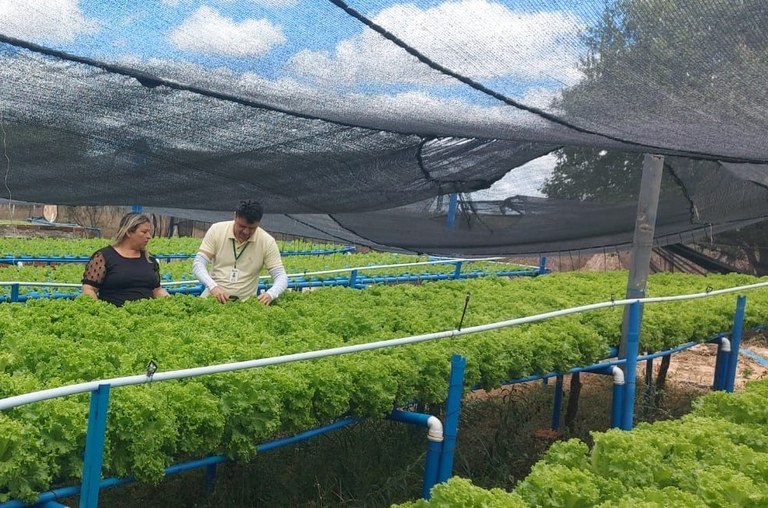 Famílias agricultoras produzem hortaliças em sistema hidropônico em Sousa