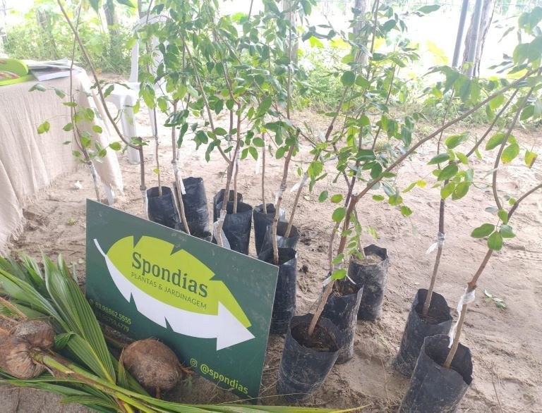 Evento debate produção de umbu gigante no Cariri da Paraíba