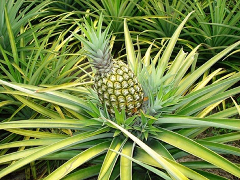 Pesquisadores da Empaer lançam no Sebrae  livro sobre a cultura do abacaxi