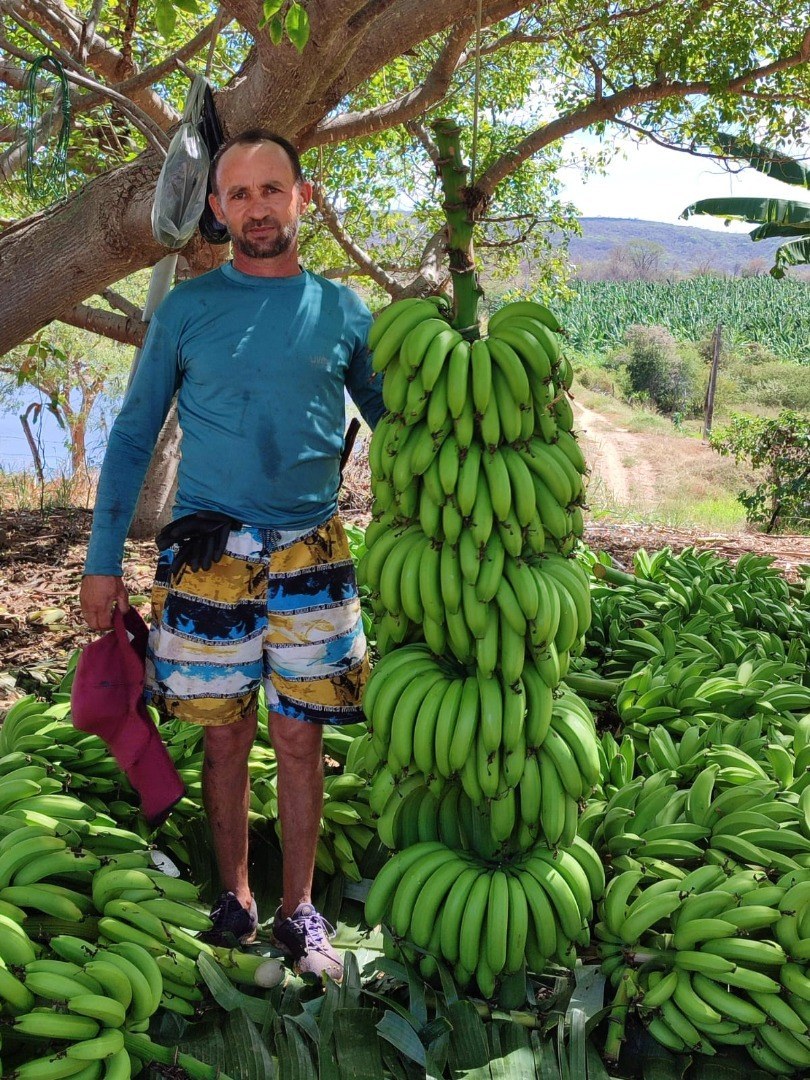 Produtor se destaca na produção de banana em Nazarezinho
