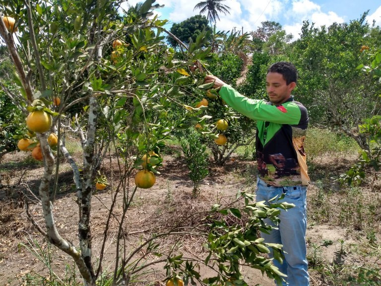 Produção de laranja tangerina chama atenção de agricultores familiares em Matinhas