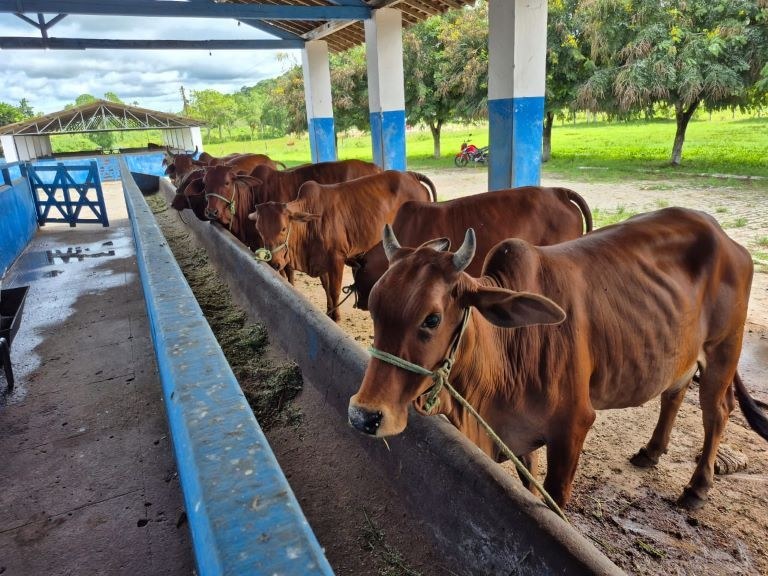 Empaer realiza leilão com animais bovinos  remanescentes do plantel da Emepa