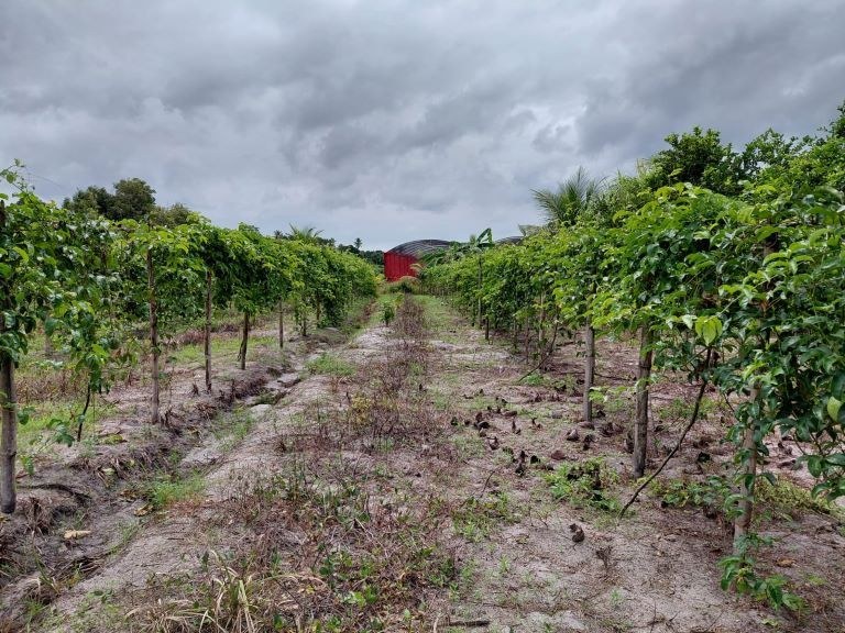 Empaer fortalece agricultura familiar em Santa Rita  com foco em diversificação de culturas