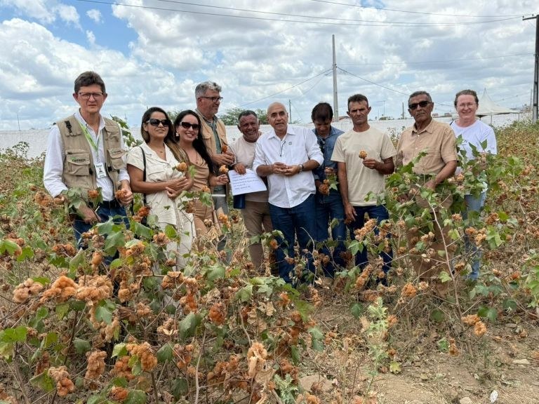 Técnicos de três estados conhecem produção  de algodão orgânico colorido em Ingá