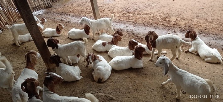 Empaer realiza Dia de Campo sobre a cadeia produtiva da caprinocultura de carne e leite