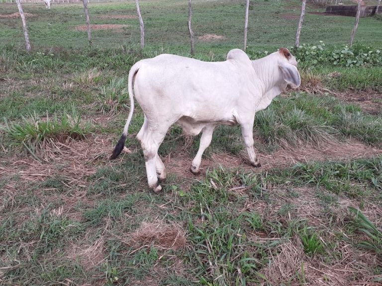 Empaer-PB realiza leilão de animais no próximo dia 13