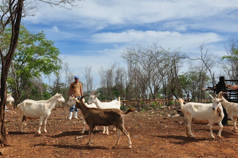 Produtores rurais do Cariri investem na produção de leite de cabra