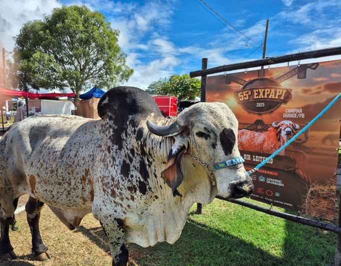 Animais da Empaer ganham 23 prêmios  durante 55ª Expapi de Campina Grande