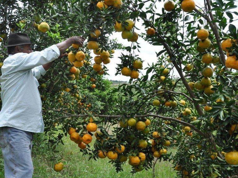 Programação especial movimenta Festa da Laranja, em Matinhas