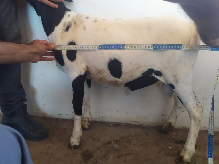 Governo da Paraíba financia pesquisa sobre segurança alimentar na produção de caprinos e ovinos