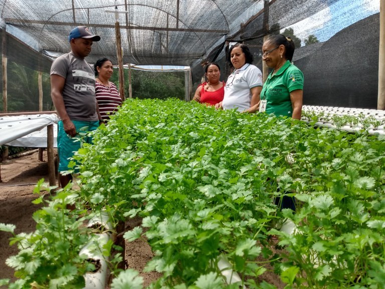 Família indígena inicia produção com o Incluir Paraíba e aumenta renda com vendas online de hortaliças